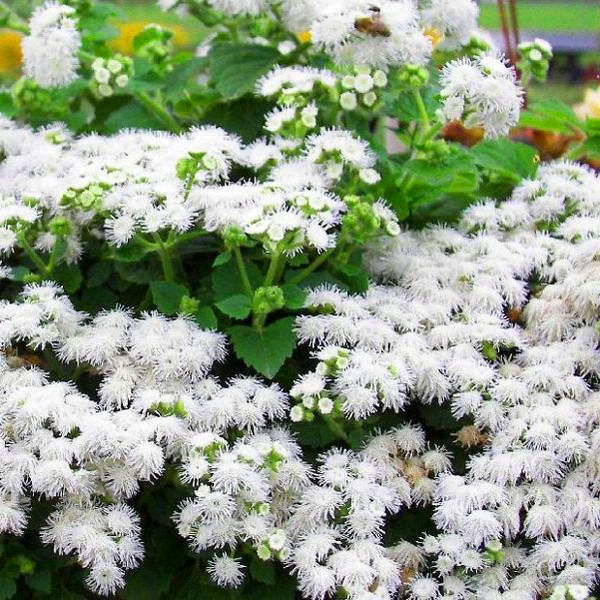 Ageratum: výsadba a starostlivosť. Populárne odrody