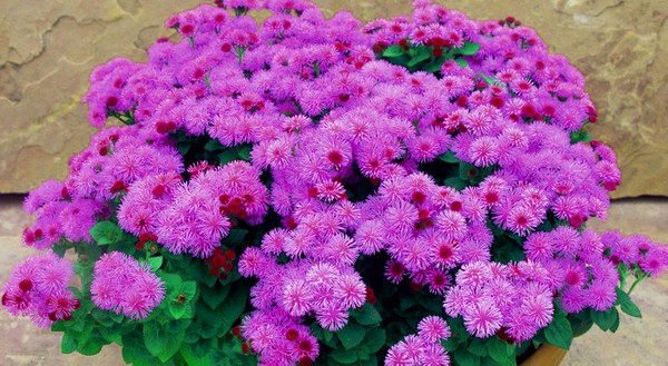 Ageratum: výsadba a starostlivosť. Populárne odrody
