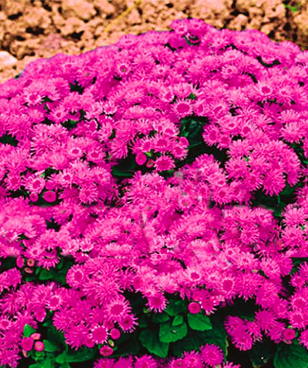 Ageratum: výsadba a starostlivosť. Populárne odrody