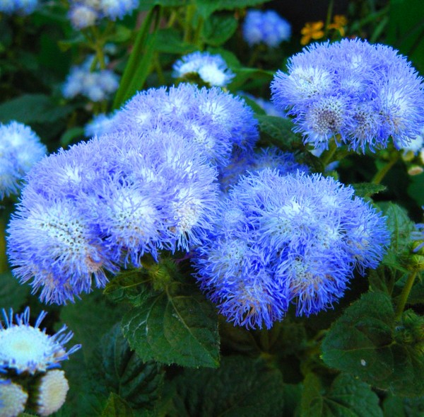 Ageratum: výsadba a starostlivosť. Populárne odrody