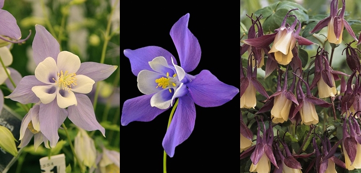 Aquilegia alebo Elf Shoes