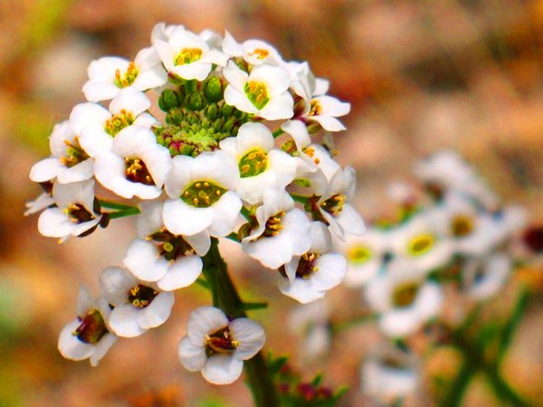 Alyssum: výsadba a starostlivosť, fotografie najlepších odrôd
