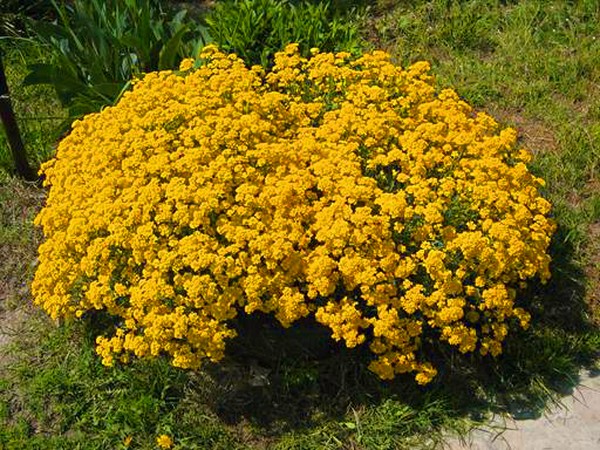 Alyssum: výsadba a starostlivosť, fotografie najlepších odrôd