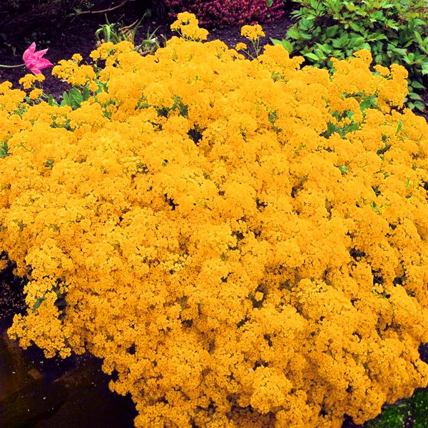 Alyssum: výsadba a starostlivosť, fotografie najlepších odrôd