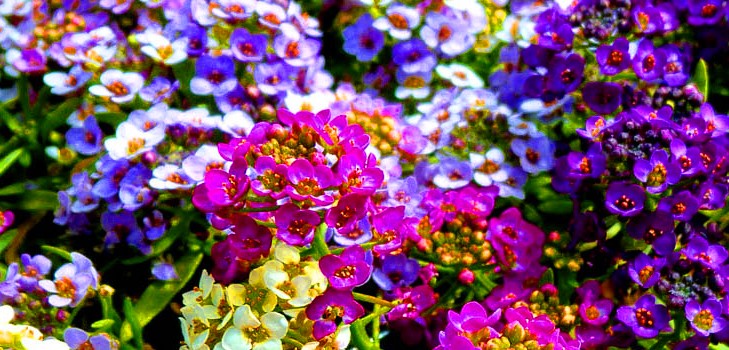 Alyssum: výsadba a starostlivosť, fotografie najlepších odrôd