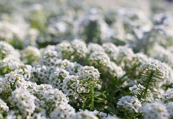 Alyssum: výsadba a starostlivosť, fotografie najlepších odrôd