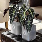 Alocasia a starať sa o ňu