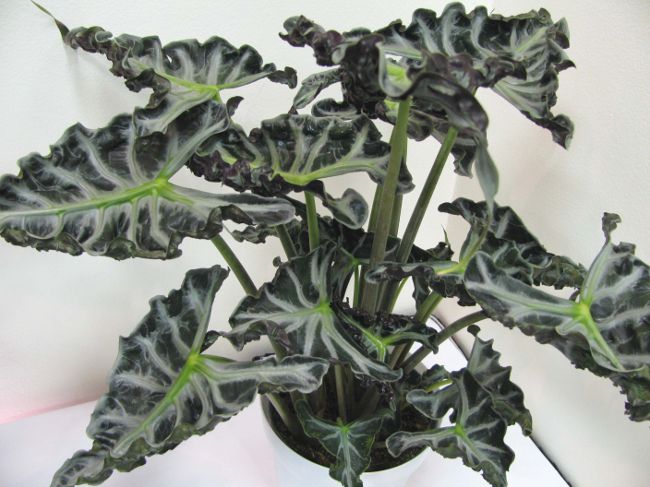 Alocasia a starať sa o ňu