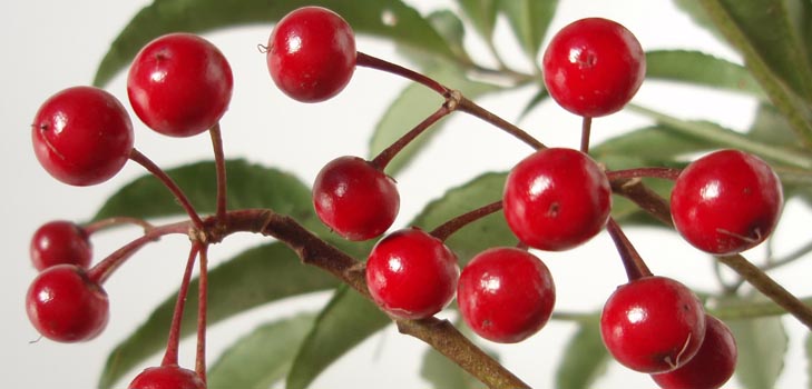 Ardisia: starostlivosť a fotografia
