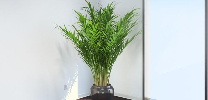 Areca, dlaň