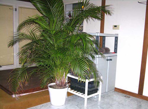 Areca. Domáca starostlivosť