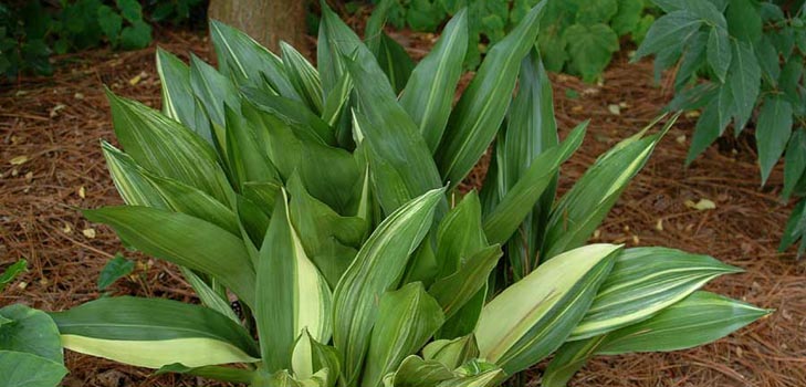 Aspidistra: starostlivosť doma, kvitnutie, foto