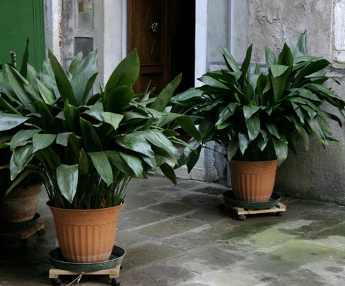 Aspidistra: druhy a odrody
