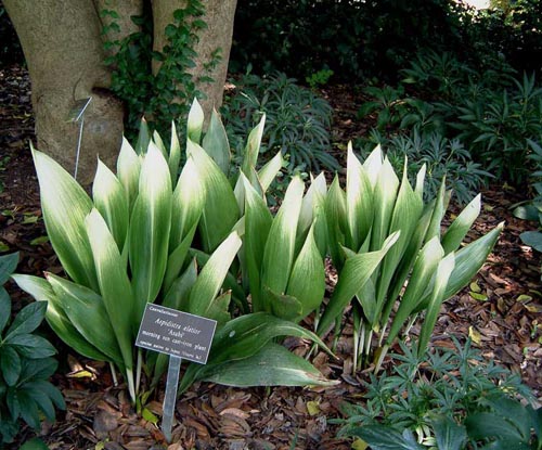 Aspidistra: starostlivosť o domáce zvieratá