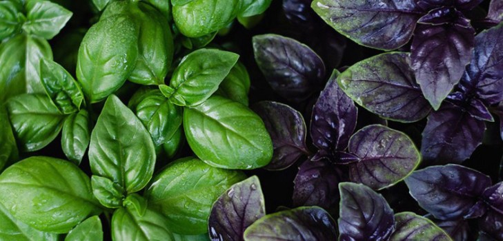 Basil: pestovanie pikantnej trávy na parapete a na otvorenom teréne