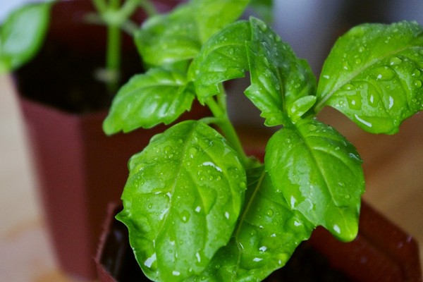 Basil: pestovanie pikantnej trávy na parapete a na otvorenom teréne