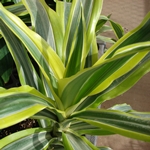 Čo keď dracaena vysuší alebo zmení žlto? 