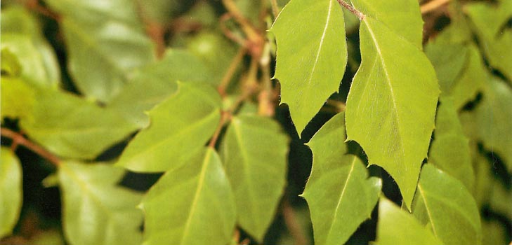 Cissus: fotografická a domáca starostlivosť