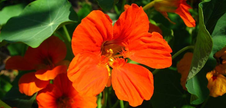 Flower Nasturtium: ako pestovať zo semien, ako sa starať, krásne fotografie