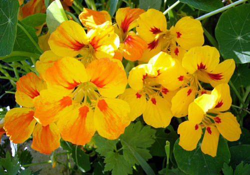 Nasturtium - pestovanie zo semien