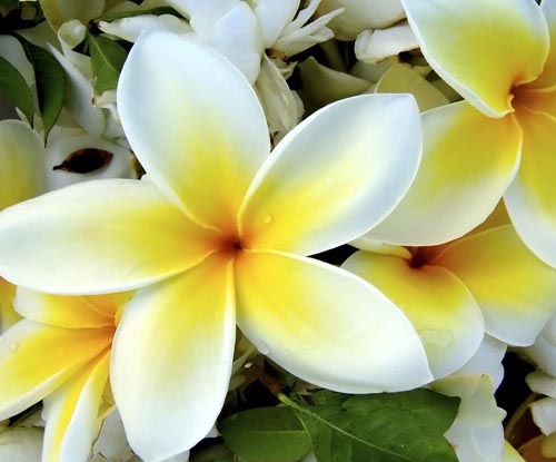 Flower Plumeria - čarovná vôňa vo vašom dome