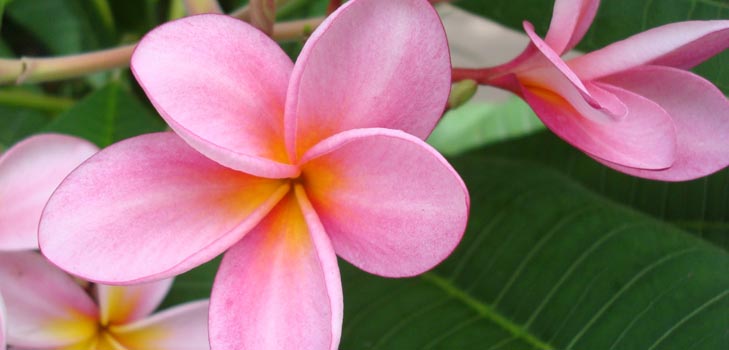 Flower Plumeria - čarovná vôňa vo vašom dome