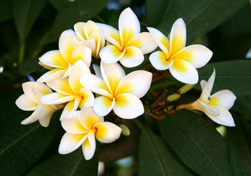 Flower Plumeria - čarovná vôňa vo vašom dome