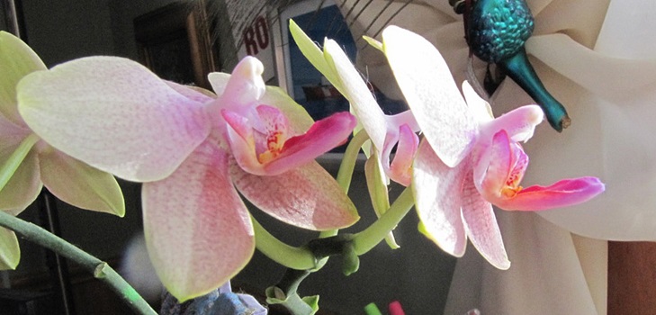 Phalaenopsis kvitne