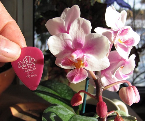 Phalaenopsis kvitne