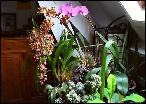 Phalaenopsis: kvitnutie