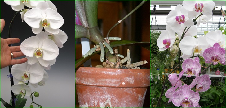 Phalaenopsis: rozmnožovanie deťmi