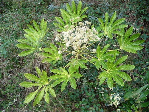 fatsia v komfortných teplotných podmienkach
