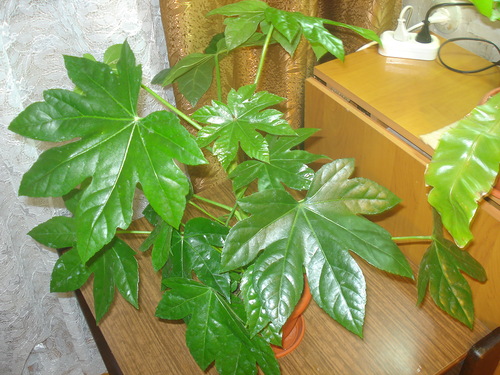 Fatsia na západnom okne