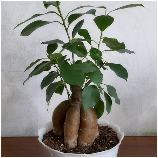 Ficus pred transplantáciou