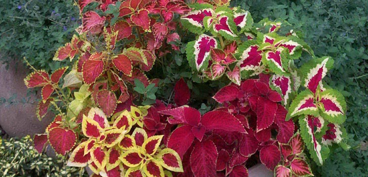 Fittonia: starostlivosť