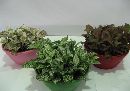 Fittonia: starostlivosť
