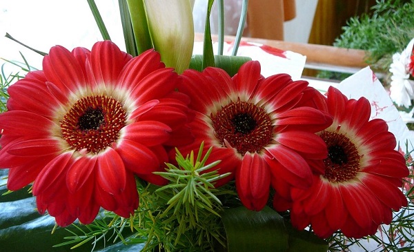 Gerbera v banke
