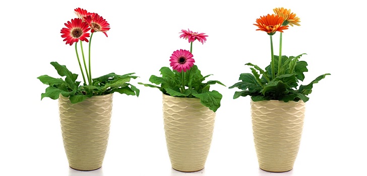 Gerbera v banke