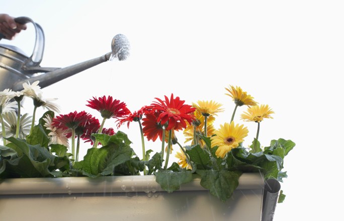 Gerbera v banke