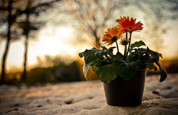 Gerbera v banke