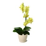 Pôda pre orchidey Pôda pre orchidey