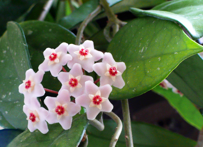 Hoya: Vlastnosti starostlivosti