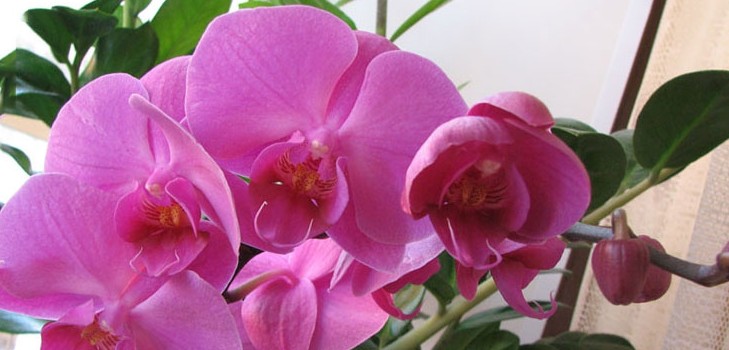 Ako vodu orchideí Ako vodu orchideí