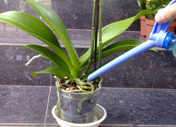 Ako vodu orchideí Ako vodu orchideí