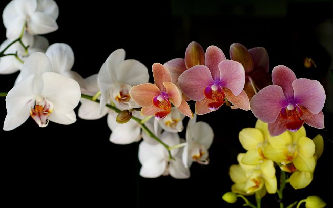 Ako vodu orchideí Ako vodu orchideí
