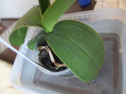 Ako transplantovať orchidey