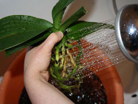 Ako transplantovať orchidey