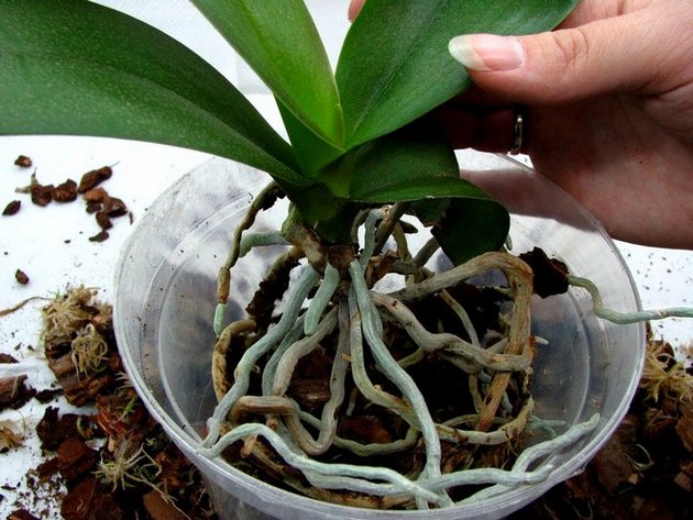 Ako transplantovať orchidey