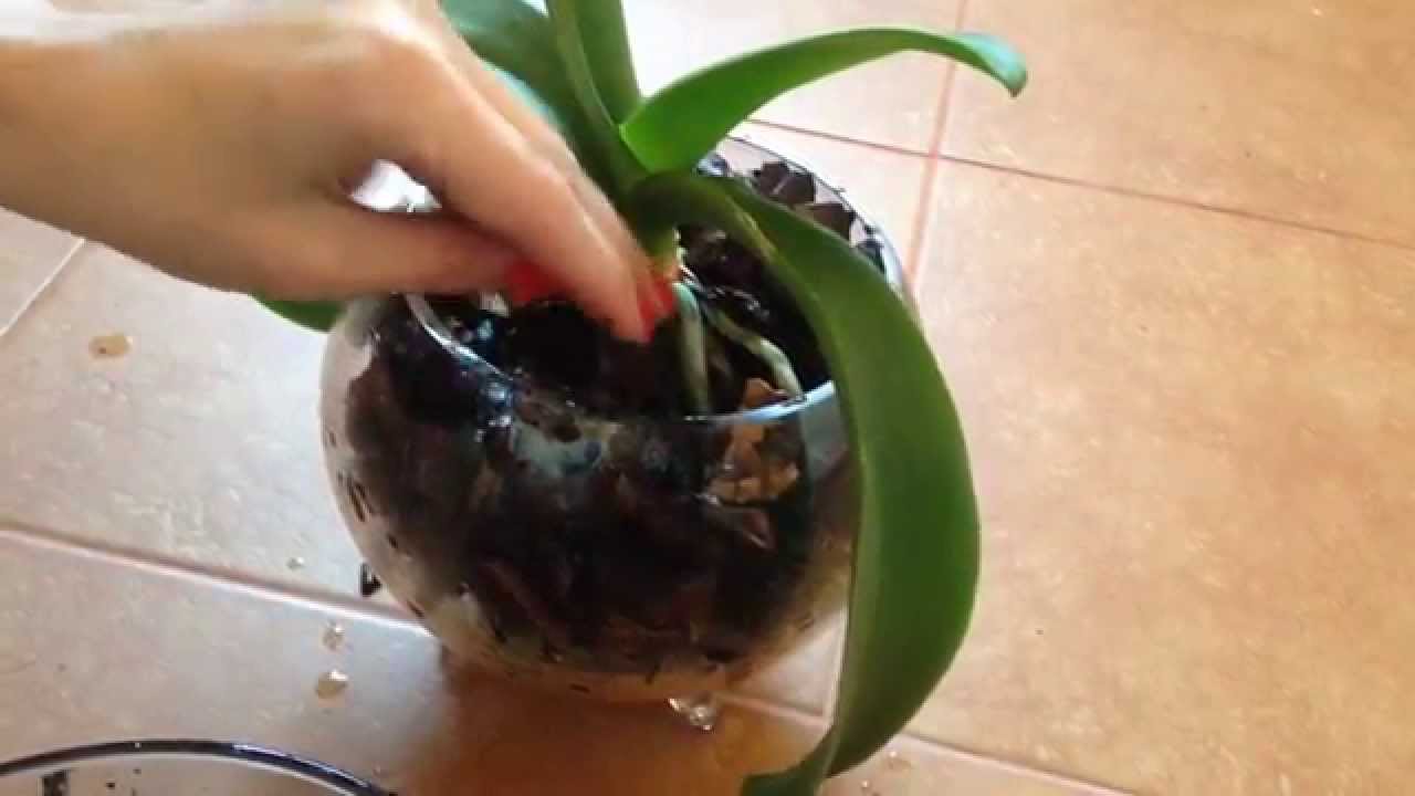 Ako transplantovať orchidey