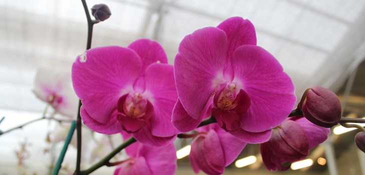 Ako transplantovať orchidey Ako transplantovať orchidey